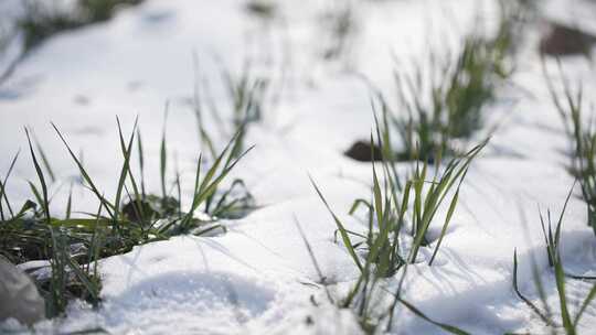 冬天小麦植物与雪覆盖农民的田地的电影镜头