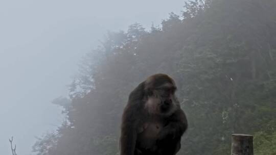 高清航拍四川峨眉山金顶万佛顶猴子