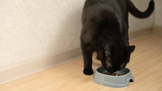 饥饿的黑猫在家吃碗里的食物