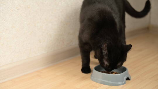 饥饿的黑猫在家吃碗里的食物视频素材模板下载