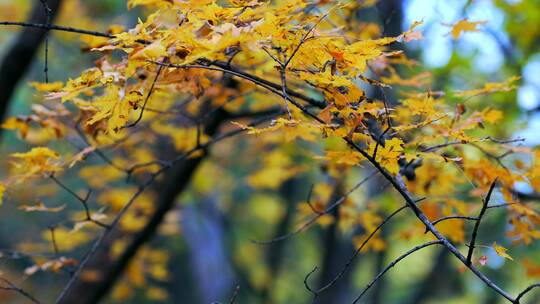 4K升格实拍北京的秋天金黄的枫树林