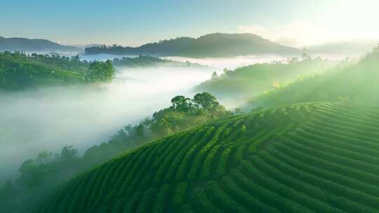 航拍云雾中的茶山