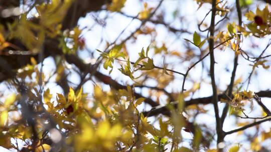 秋天秋风刮动金黄色树叶仰望天空透过树枝
