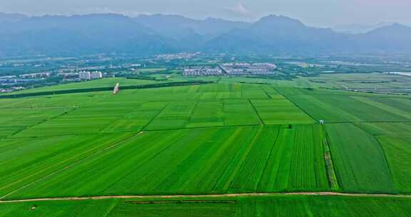 关中平原麦田