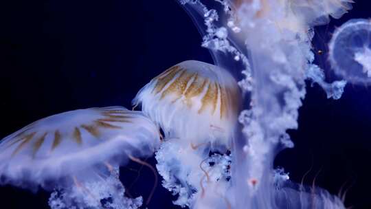 海底生物水母