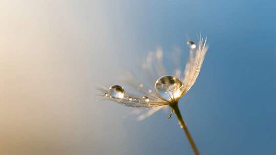 白露蒲公英露珠唯美清新微距视频