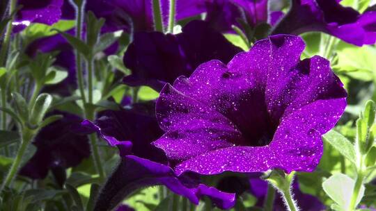 植物园花丛紫色鲜花的特写镜头视频素材模板下载