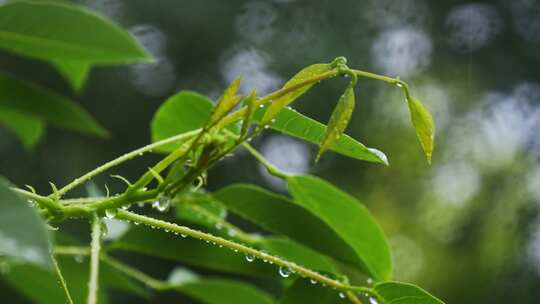 下雨中绿叶水滴水珠春雨视频素材模板下载