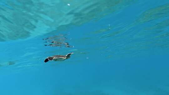 在海洋中游泳的小海龟视频素材模板下载