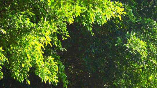 阳光照耀树木绿叶