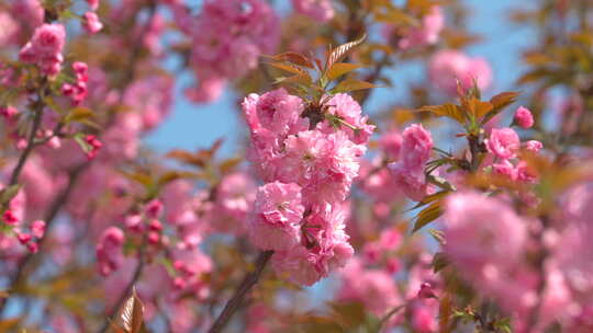 春天粉色樱花特写