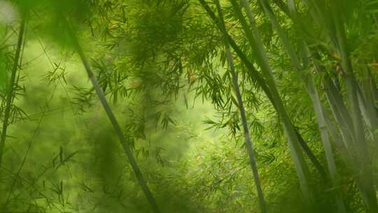 竹林竹子竹叶光影意境