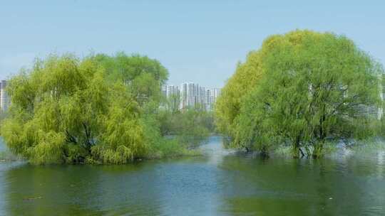 河流树木大桥春天嫩绿城市浑河南阳湖大桥视频素材模板下载