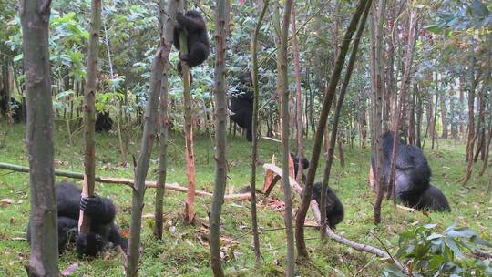 树林中的大猩猩
