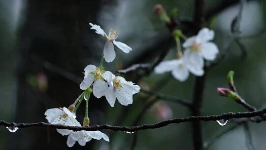 春天春雨樱花唯美升格空镜合集视频素材模板下载