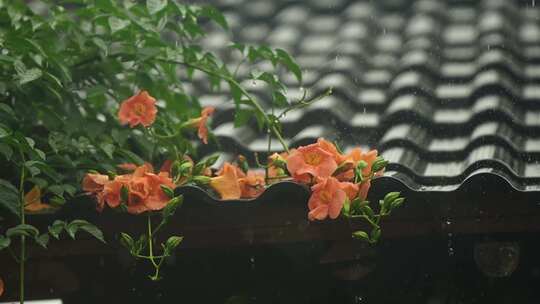 雨天植物