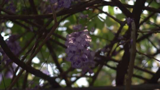 紫藤花花瓣花朵花开盛放