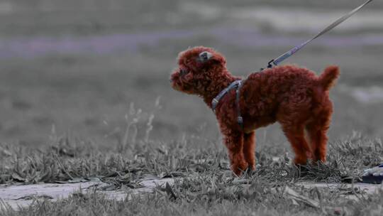 泰迪犬小狗