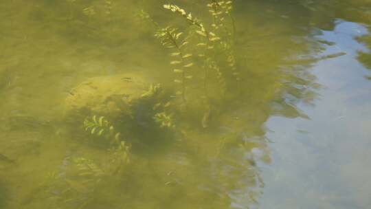 水草水下芦苇水塘池塘倒影波纹