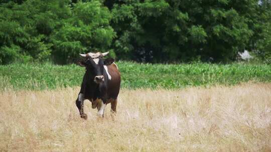 牛在村庄附近的草地上吃草视频素材模板下载