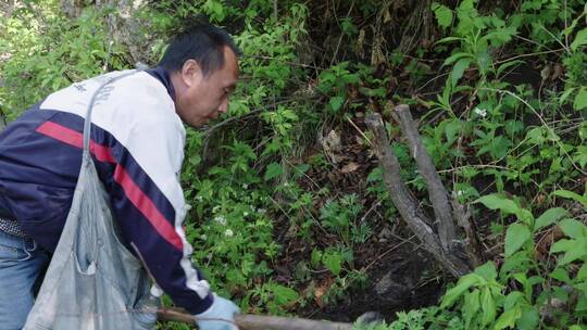 山里人进山挖草药