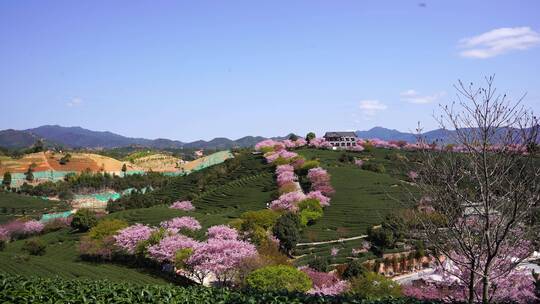 樱花树 茶园樱花美景 浪漫樱花茶园