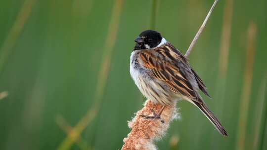 鸟，芦苇旗，鸣禽，Emberiza Sc