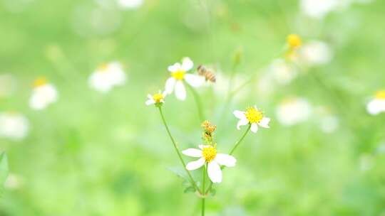 微风中的花丛草丛实拍