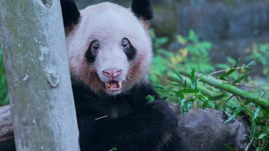 生病的大熊猫视频合集