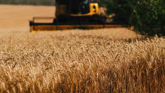 小麦丰收农业种植收获视频素材模板下载
