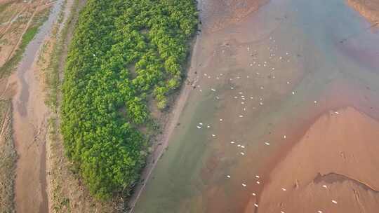 湛江乐民港红树林白鹭滩涂湿地保护区航拍