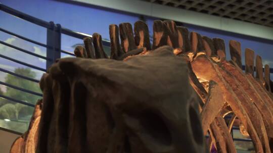 古生物恐龙骨架化石标本视频素材模板下载