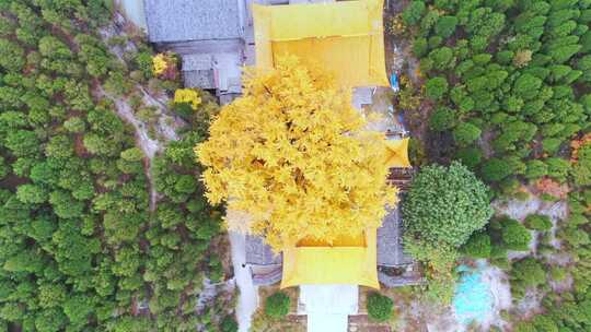 山东济南淌豆寺秋天航拍寺庙