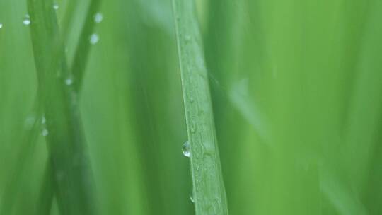 春天细雨雨滴打在青草上，雨滴滑落