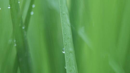 春天细雨雨滴打在青草上，雨滴滑落视频素材模板下载