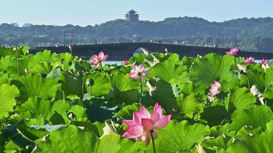 夏季杭州西湖 透过荷花看锦带桥城隍阁