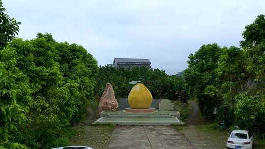 梅州大埔蜜柚公园