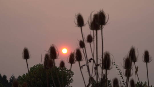 野草和明亮的夕阳