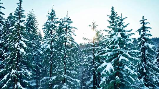 冬雪初降 银装素裹 松林冰挂 冷峻奇景