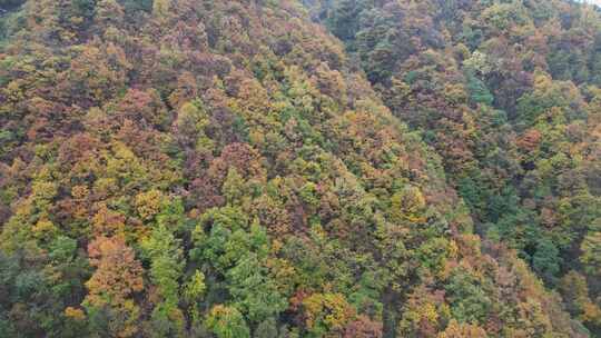 漫山红叶巴中光雾山附近