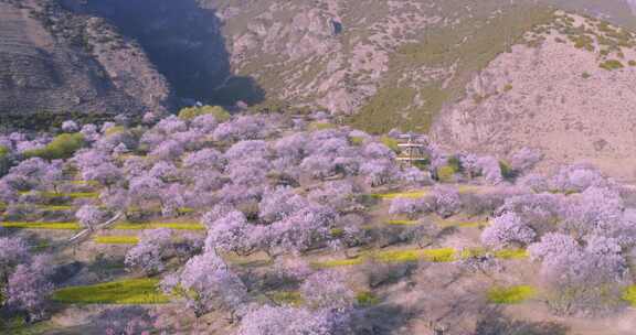 山坡桃林与观景台俯瞰画面