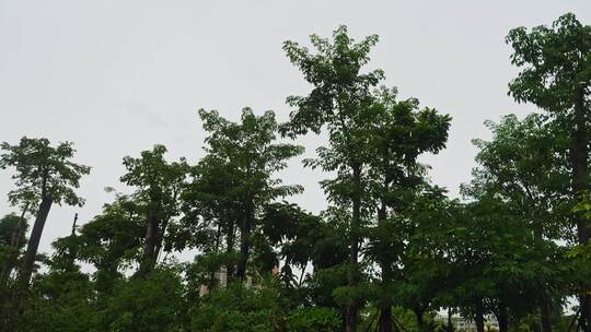 公园树木下雨雨水雨季雨景视频素材模板下载