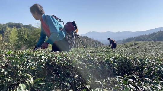 采茶园茶山高山上茶叶文化春茶工人修剪茶道