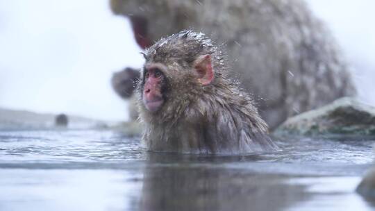 猕猴在雪里泡温泉视频素材模板下载