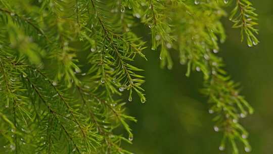 雨水雨季水滴嫩绿植物视频素材模板下载