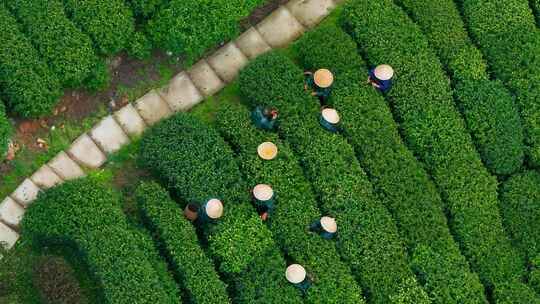 江南茶园茶山采茶工采茶茶园采茶