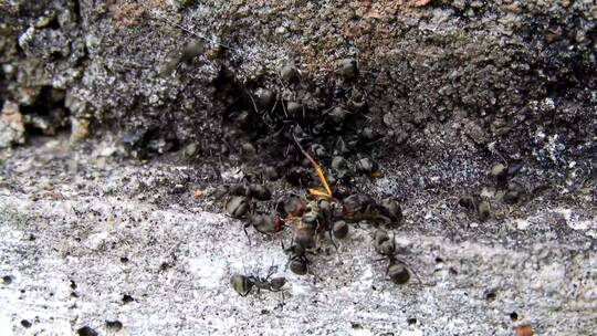 黑蚂蚁在洞口搬一只昆虫