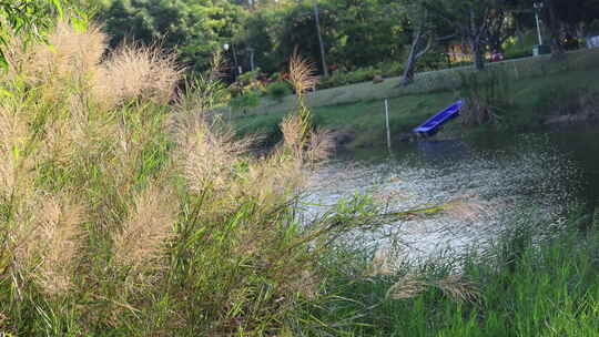 芦苇 狗尾巴草 芦花 阳光 空镜 实拍