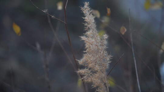 芦苇 禾本科 花 干芦苇 被子植物 芦苇毛