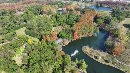 上海秋天风景 共青森林公园秋景